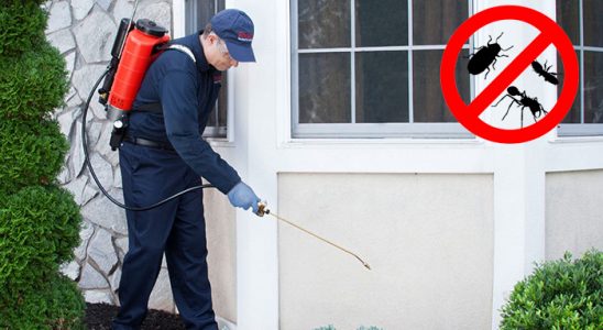 Sasalı Böcek ve Haşere İlaçlama böcek ilaçlama ve haşere kontrolü — ilaclama-tr.com